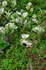 Tropical green surroundings in outdoor garden