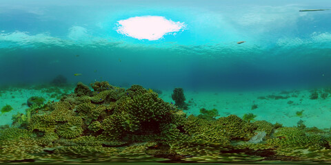Fototapeta na wymiar Colourful tropical coral reef. Scene reef. Marine life sea world. Philippines. Virtual Reality 360.