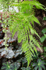 Tropical green surroundings in outdoor garden