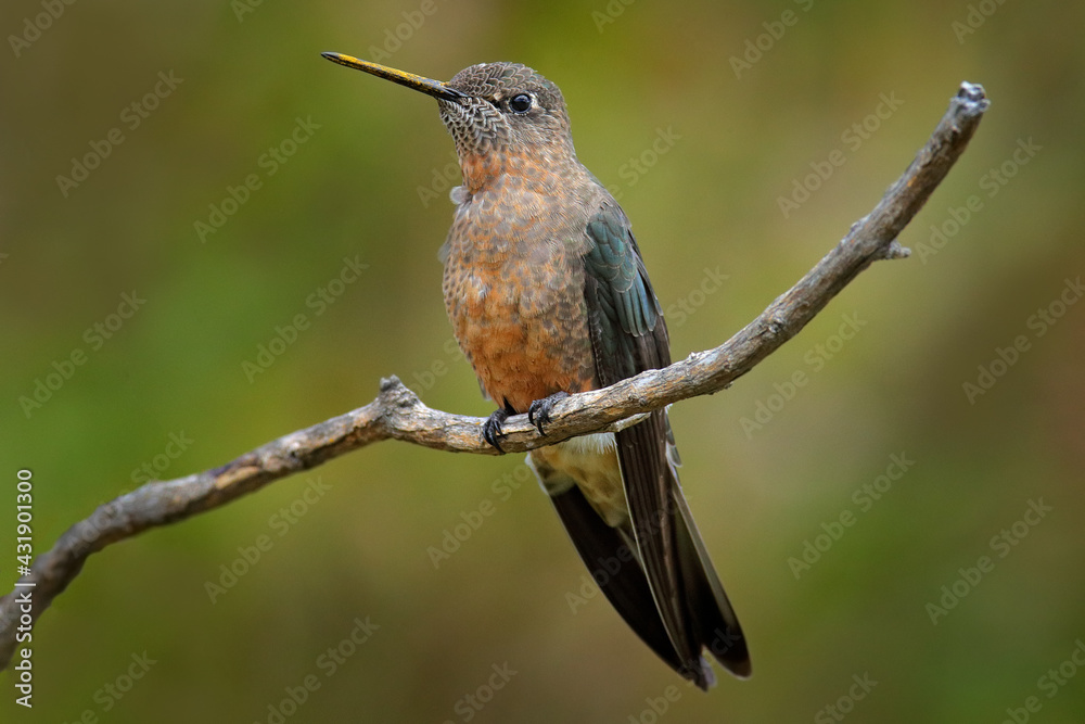 Wall mural Giant hummingbird, Patagona gigas, bird sitting von the branch in the nature mountain habitat, Antisana NP, Ecuador. Largest hummingbird in the world, clear green. Rare animal, wildlife nature.