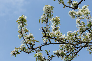 Pear tree blossom close-up. White pear flower on naturl background.
