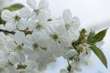 White flowers of cherry tree in orchard in spring