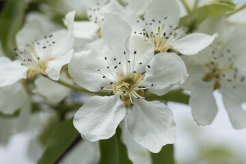 White flowers of cherry tree in orchard in spring