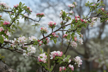 Blooming pink apple orchard in spring. А branch with flowers of a blossoming apple tree.