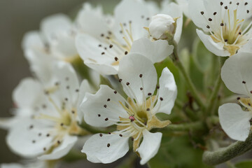 Pear tree blossom close-up. White pear flower on naturl background.