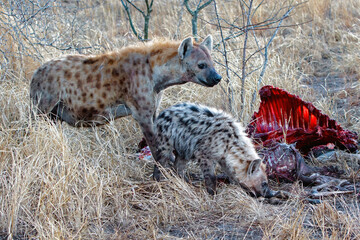 Naklejka na ściany i meble Mother spotted hyena with a pub in the early morning eating from a carcass in a game reserve in the Greater Kruger Region in South Africa