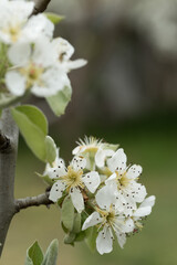Pear tree blossom close-up. White pear flower on naturl background.