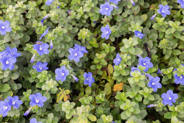 Tropical green surroundings in outdoor garden