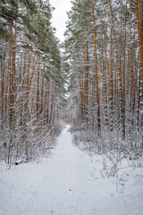 The winter road in forest