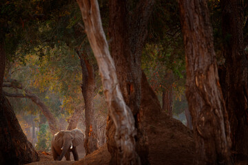 Fototapeta na wymiar Africa sunset. Elephant and big trees. Elephant at Mana Pools NP, Zimbabwe in Africa. Big animal in the old forest. Evening light, sun set. Magic wildlife scene in nature.