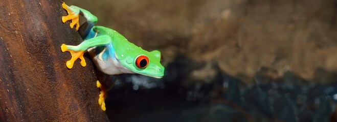 Red-eyed frog (Agalychnis callidryas) sitting on a tree log, close-up. Zoo laboratory, terrarium,...