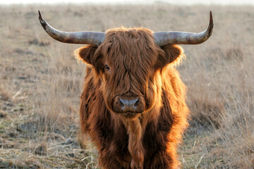 Scottish Higlander or Highland cow cattle (Bos taurus taurus)  walking and grazing in National Park...