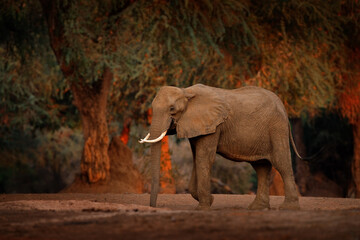 Naklejka na ściany i meble Africa sunset. Elephant and big trees. Elephant at Mana Pools NP, Zimbabwe in Africa. Big animal in the old forest. Evening light, sun set. Magic wildlife scene in nature.