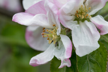 Blooming pink apple orchard in spring. А branch with flowers of a blossoming apple tree.
