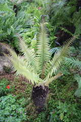 Tropical green surroundings in outdoor garden