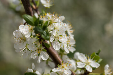 Blooming plum tree closeup. Spring white flowers.