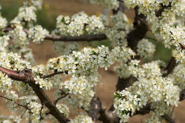 Blooming plum tree closeup. Spring white flowers.