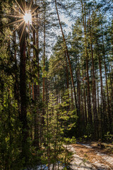 pine forest in spring 