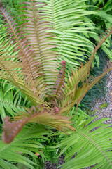 Tropical green surroundings in outdoor garden