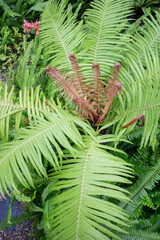 Tropical green surroundings in outdoor garden