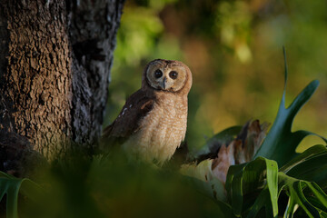 Marsh owl, Asio capensis, Lake Kariba, Zimbabwe. Bird siting on the stone in green vegetation, evening light. owl in the habitat. Wildlife scene from Africa nature.  Birdwatching in Zimbabwe.
