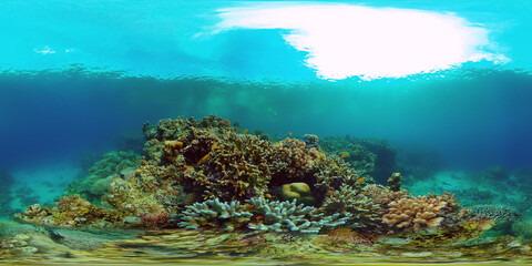 Naklejka na ściany i meble Underwater Scene Coral Reef. Coral Reefs Seascape. Underwater sea fish. Tropical fish reef marine. Philippines. Virtual Reality 360.