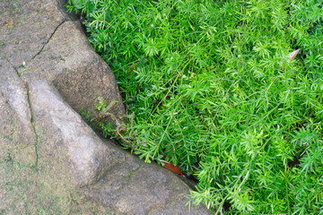 Obraz premium Tropical green surroundings in outdoor garden