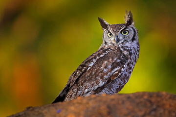 Bubo africanus, Spotted eagle-owl, Lake Kariba, Zimbabwe. Bird siting on the stone in green vegetation, evening light. owl in the habitat. Wildlife scene from Africa nature.  Birdwatching in Zimbabwe.