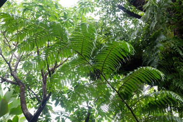 Tropical green surroundings in outdoor garden