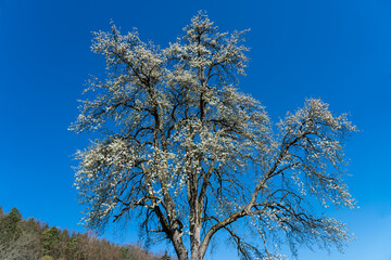 Blühender Mostbirnbaum bei Dörzbach