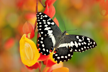 Papilio demodocus, citrus swallowtail or Christmas butterfly on the red and yellow flower in the...
