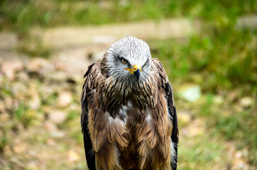 Portrait of a Kite bird, of the species Milvus Milvus at rest.