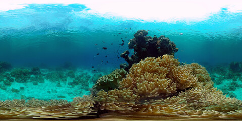 Underwater tropical colourful soft-hard corals seascape. Underwater fish reef marine. Philippines. 360 panorama VR