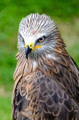 Portrait of a Kite bird, of the species Milvus Milvus at rest.