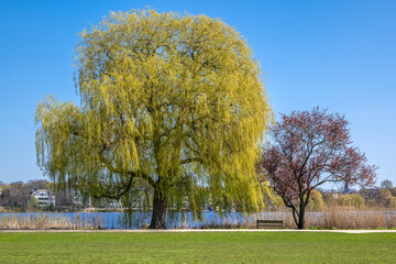 Naklejka premium Hamburg, Germany. Trees in spring in the Alster Park in the city center.