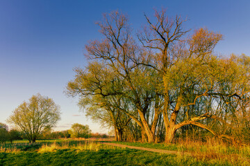 Obraz premium autumn landscape with trees