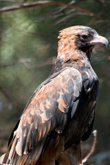 this is a side view of ablack breasted buzzard