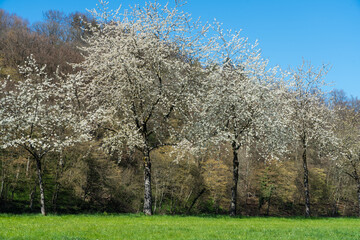 Blühende Kirschbäume bei Dörzbach