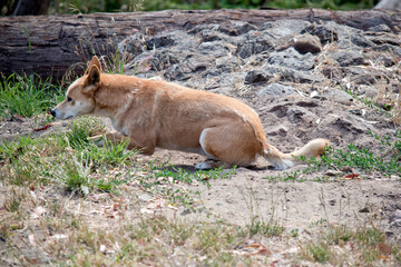 the golden dingo is ready to pounce on its prey