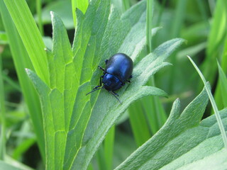 bug on a leaf