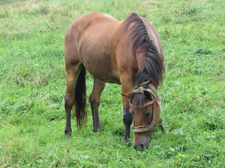 horse in the meadow