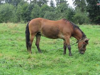 horse in the meadow