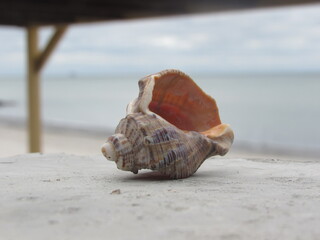 shell on the beach
