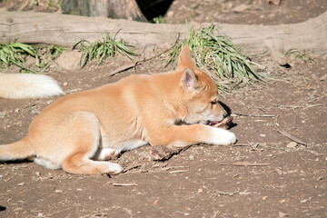 the golden dingo pup is  gnawing on a bone