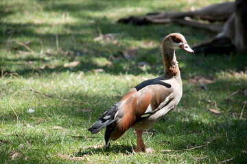 the Egyptian goose is walking on a grassy field