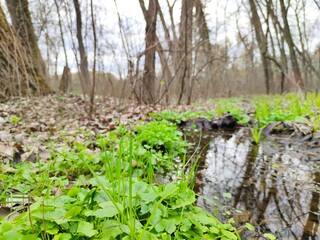 Fototapeta premium Vegetation in the park in spring by the stream