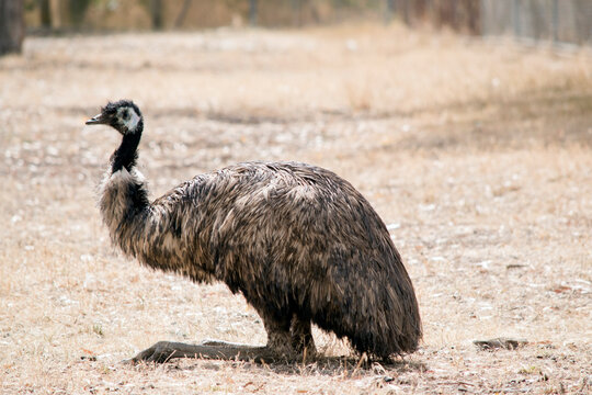 รูปภาพEmu – เลือกดูภาพถ่ายสต็อก เวกเตอร์ และวิดีโอ26,969 | Adobe Stock