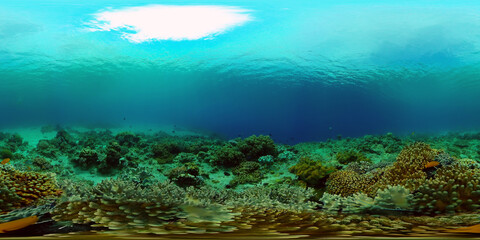 Naklejka na ściany i meble Tropical fishes and coral reef at diving. Beautiful underwater world with corals and fish. Philippines. 360 panorama VR