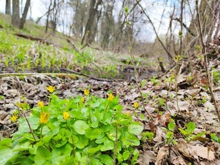 Vegetation in the park in spring by the stream