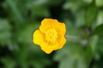 Fototapeta premium yellow buttercup flower